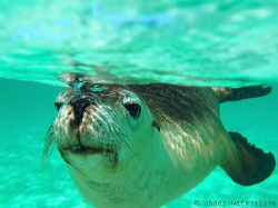 Australian Sea Lion, Jurien Bay Western Australia. Had an... by Rebecca Brooks 